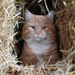 Meet your Posher, Carmen